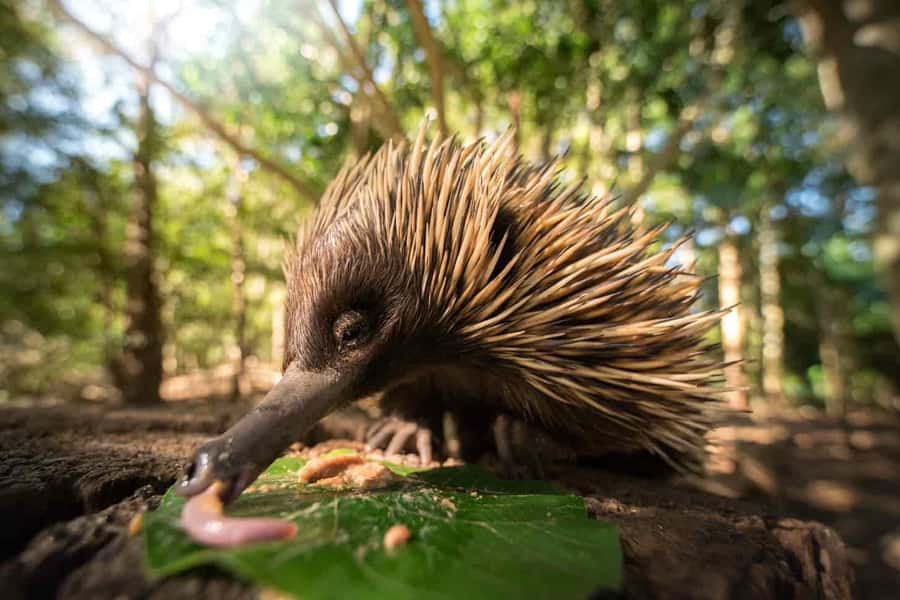 From Brisbane: Australia Zoo Transfer and Entry Ticket - Why this Brisbane day trip works