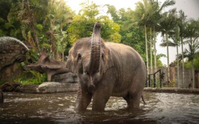 Australia Zoo Transfer and Entry Ticket