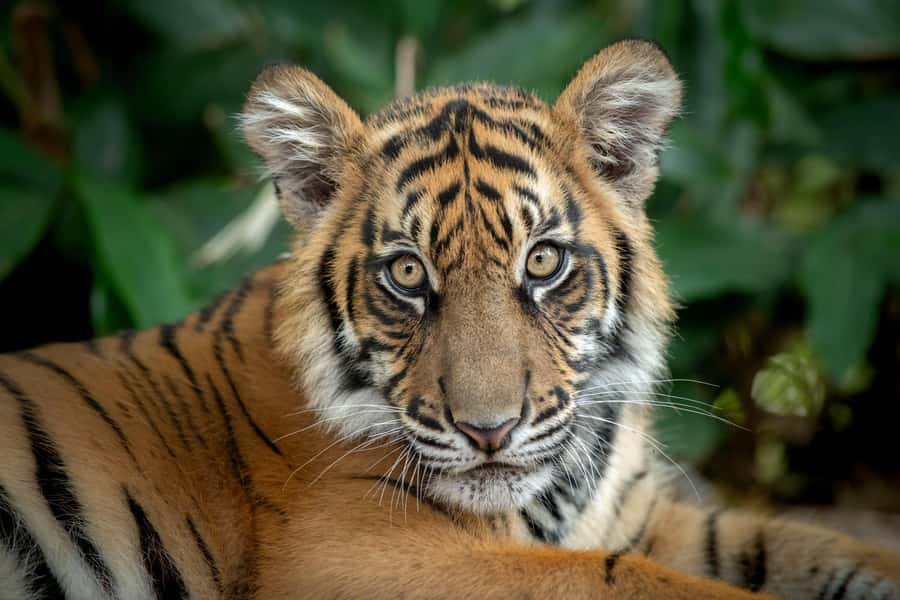 From Brisbane: Australia Zoo Transfer and Entry Ticket - Heat, comfort, and family needs