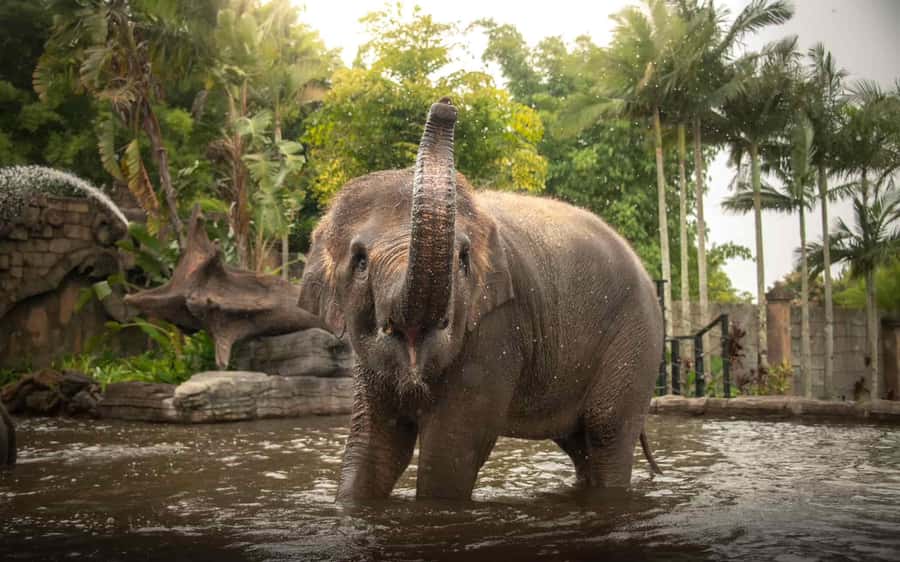 From Brisbane: Australia Zoo Transfer and Entry Ticket - Pickup in Brisbane at four central hotels