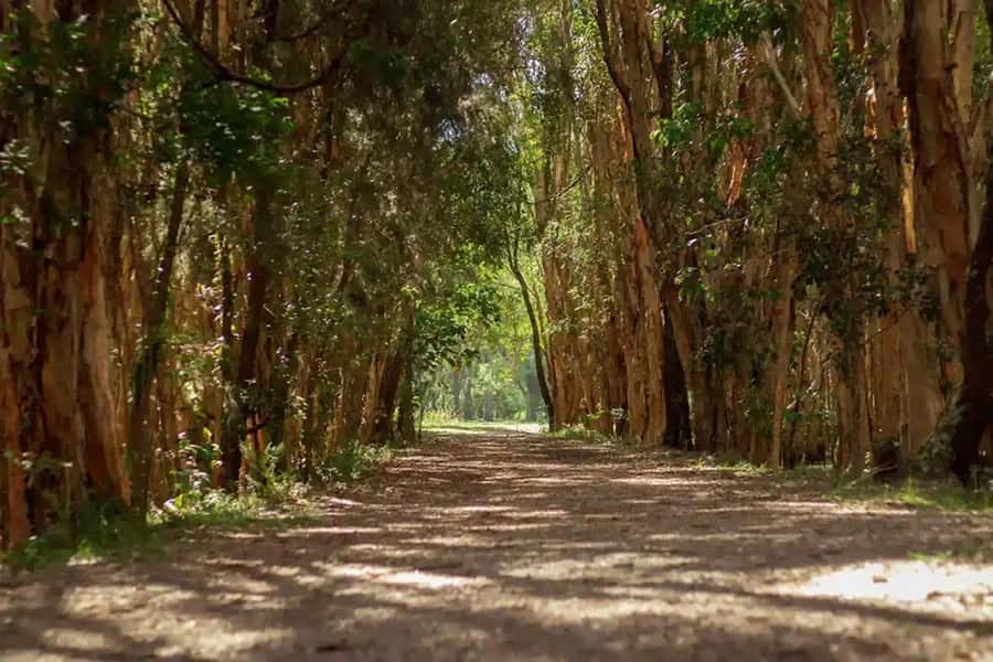 From Brisbane: Gold Coast Day Tour with Lunch - One long day from Brisbane to the Gold Coast