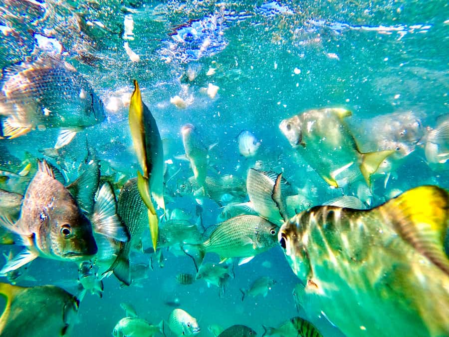 From Brisbane: Moreton Island Full-Day Trip - Key points to know before booking