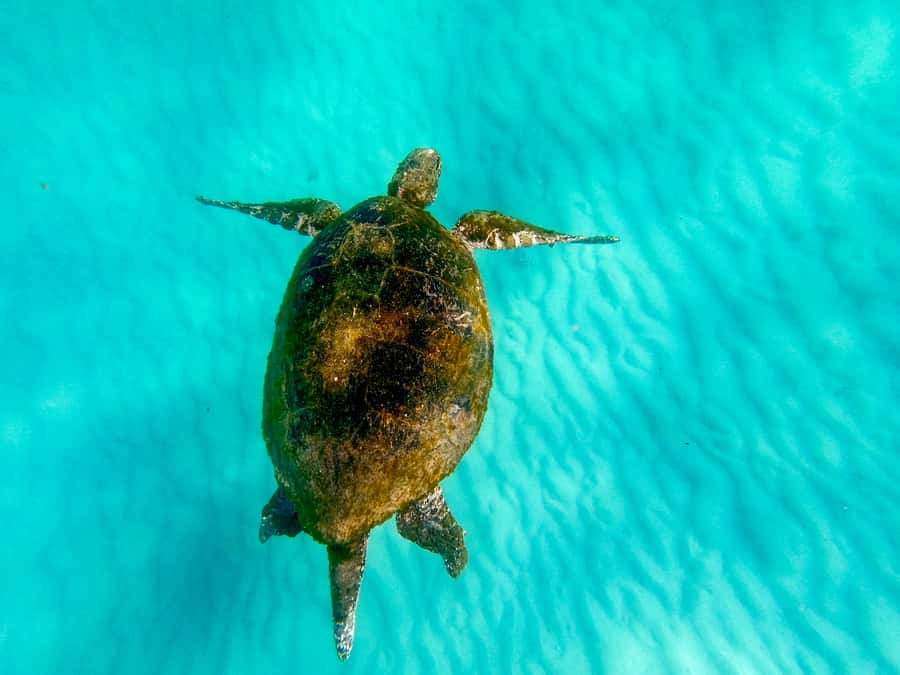 From Brisbane: Moreton Island Full-Day Trip - What the $126 price really gets you