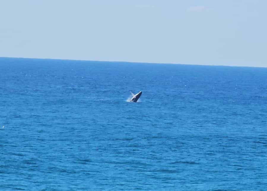 From Brisbane: North Stradbroke Island Wildlife Adventure - Cylinder Beach gives you room to slow down