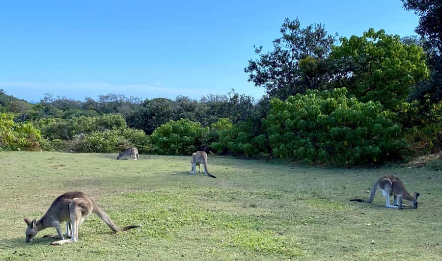 From Brisbane: North Stradbroke Island Wildlife Adventure - Amity Point and the search for wild koalas