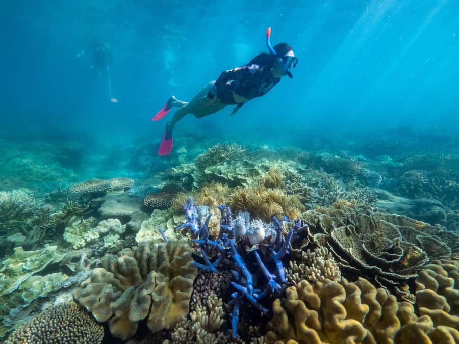 From Cairns: 2 Islands 1 day - Fitzroy & Green Islands - Practical preparation for the eight-hour schedule