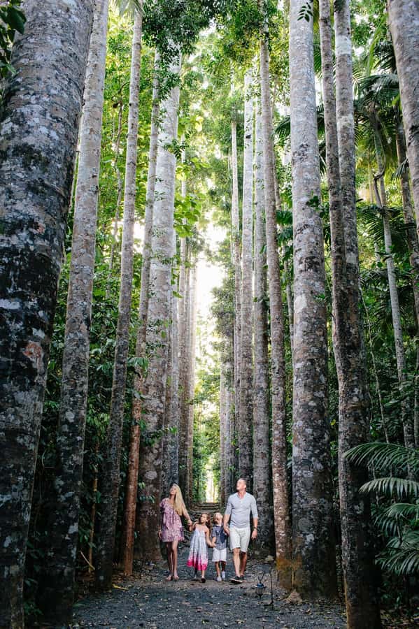 From Cairns: Atherton Tablelands and Paronella Park Day Trip - Lake Barrine and a proper Devonshire Tea