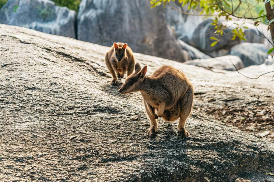 From Cairns: Chillagoe Caves and Outback Full-Day Tour - The road to Chillagoe is part of the tour