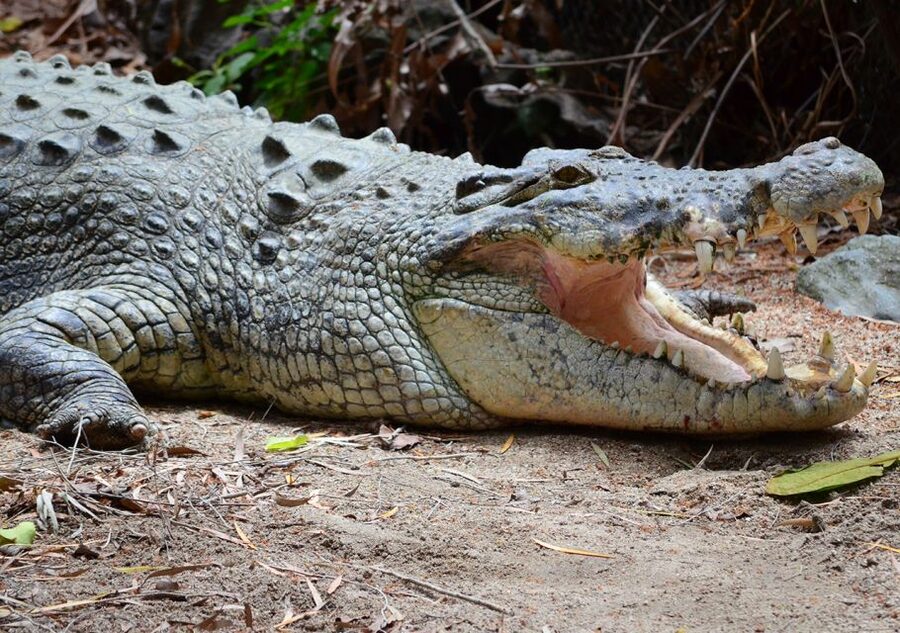 From Cairns: Daintree Wilderness & Cape Tribulation Bus Tour - Tropical lunch near Cape Tribulation