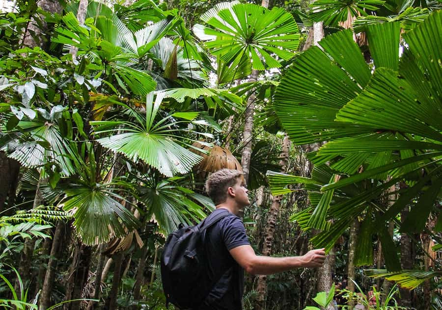 From Cairns: Daintree Wilderness & Cape Tribulation Bus Tour - Why the guide matters so much