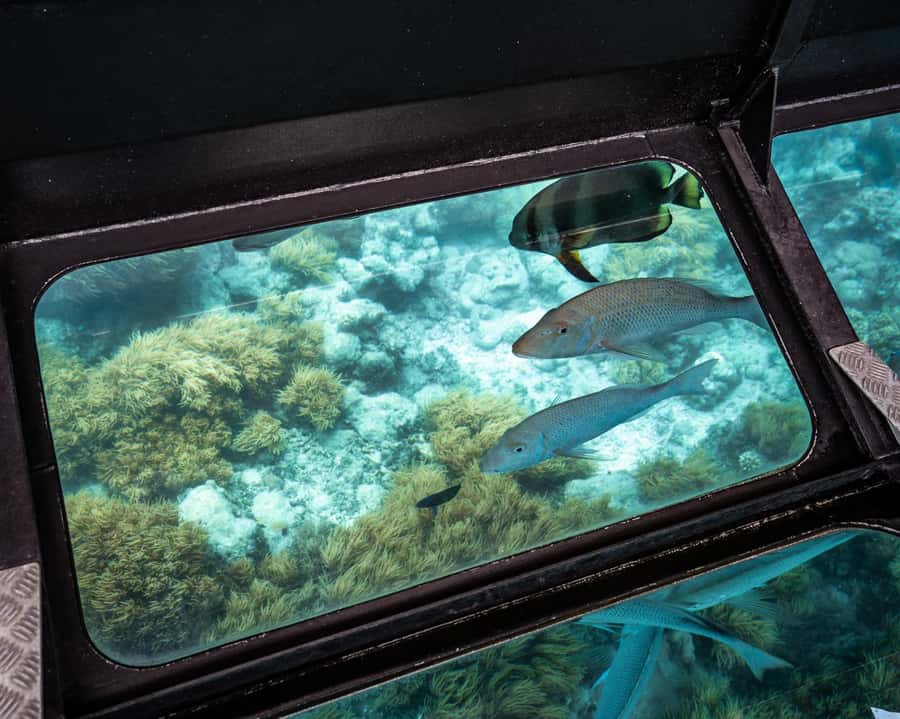 From Cairns: Full-Day Green Island Cruise - Who should book this cruise?