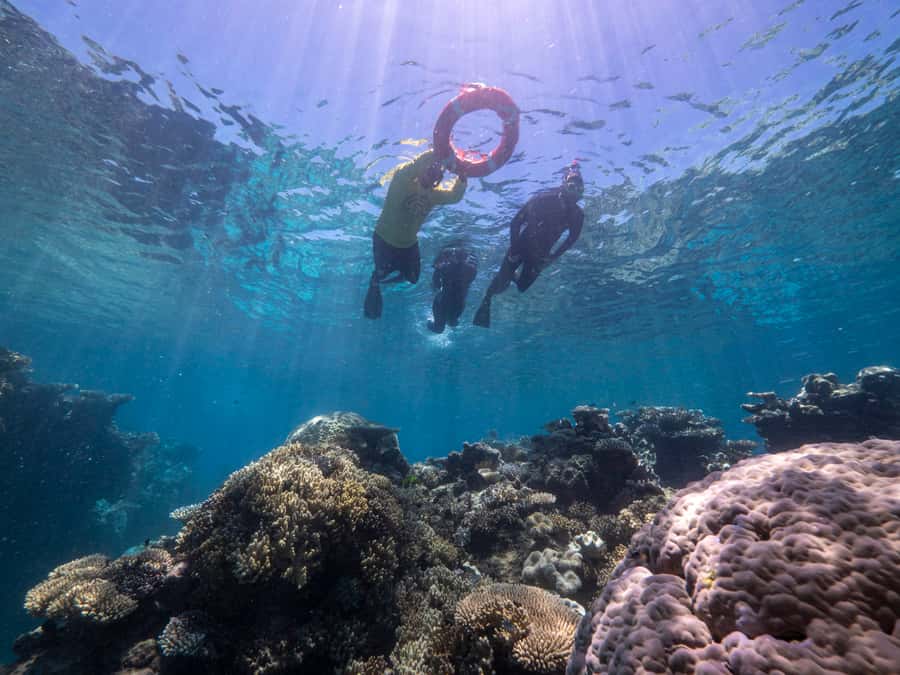From Cairns: Great Barrier Reef Cruise by Premium Catamaran - Safety, confidence, and scuba options