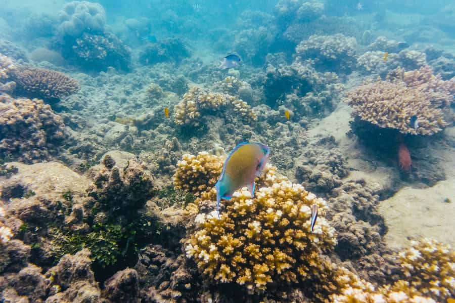 From Cairns: Green Island Full-Day Cruise - Seeing the reef from a glass-bottom boat