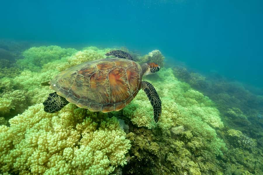 From Cairns: Green Island Full-Day Cruise - A short rainforest boardwalk on an island day