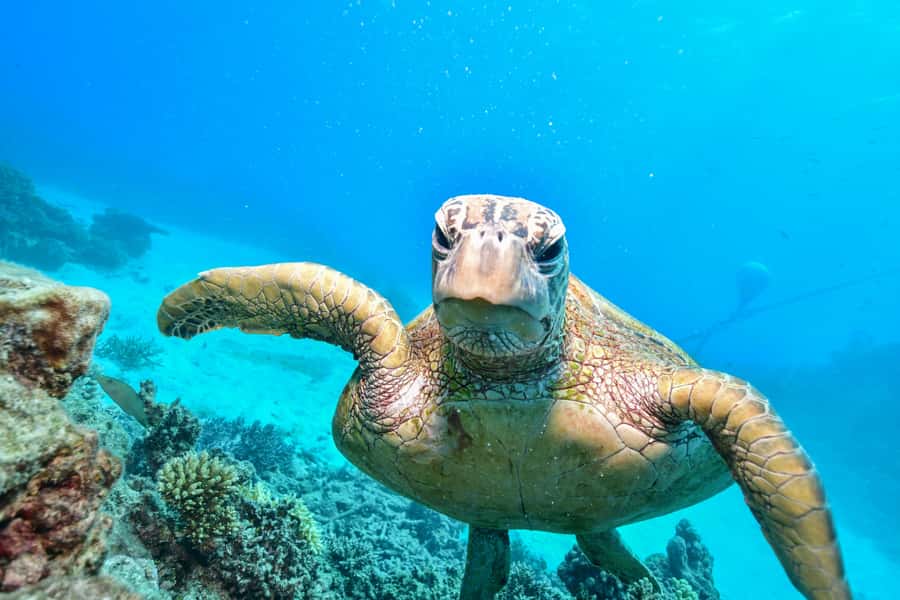 From Cairns: Half-Day Afternoon Cruise to Green Island - Practical details that affect your afternoon