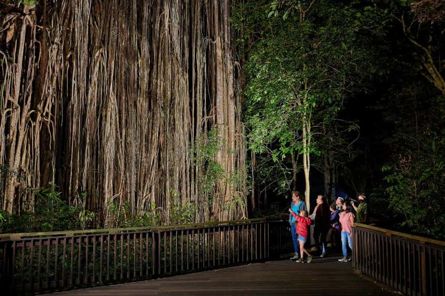 From Cairns: Rainforest & Nocturnal Wildlife Tour - Key points at a glance