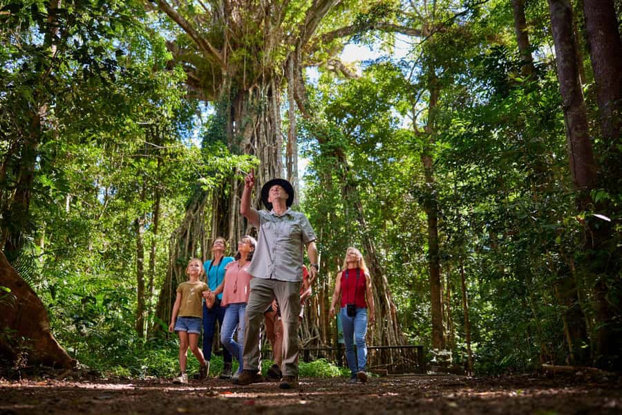 From Cairns: Rainforest & Nocturnal Wildlife Tour - Dinner in Yungaburra before the forest turns dark