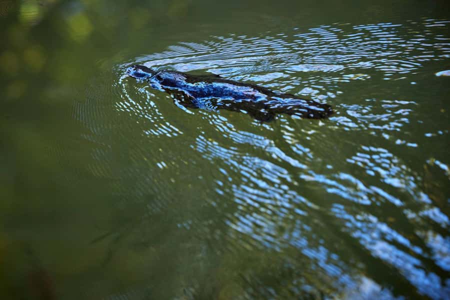 From Cairns: Rainforest & Nocturnal Wildlife Tour - Leaving Cairns for the Atherton Tablelands