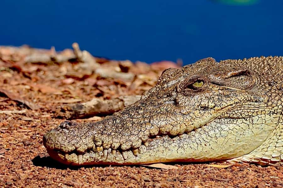 From Darwin: Kakadu National Park Full Day Tour - Ubirr puts Aboriginal rock art at the center