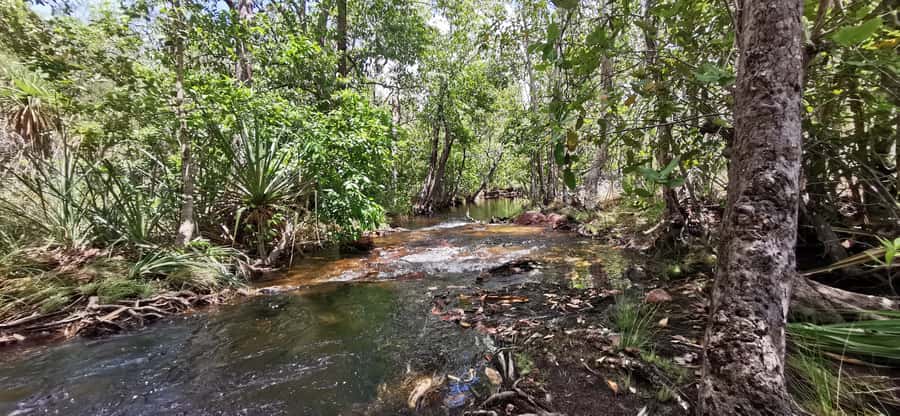 From Darwin: Litchfield National Park Small-Group Day Trip - The termite mounds are more than a quick photo stop