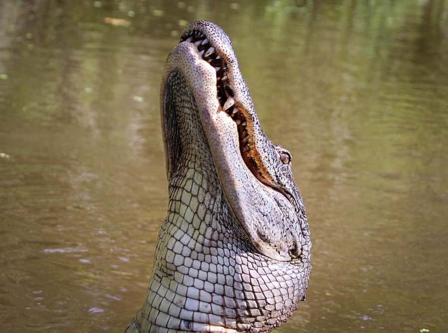 From Darwin: Litchfield Park Tour & Jumping Crocodile Cruise - A bush picnic that keeps the long day moving