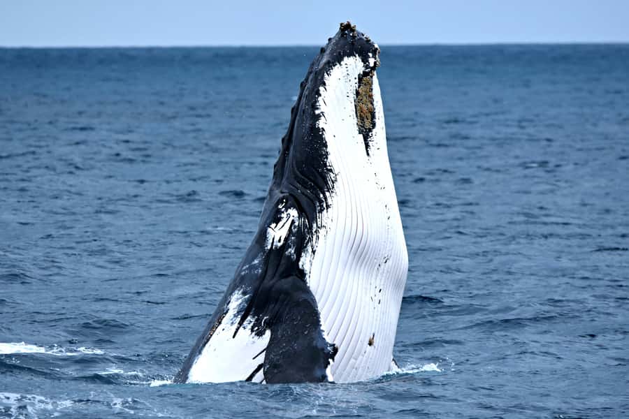 From Fremantle: 2-Hour Luxury Whale-Watching Cruise - Steep Point Gives You Room to Watch