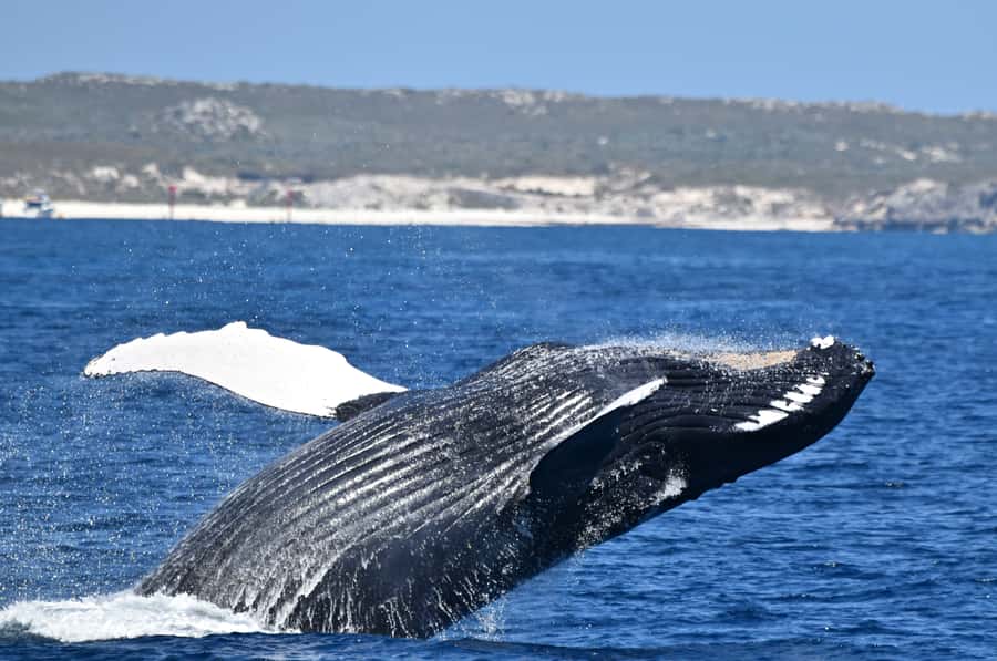 From Fremantle: 2-Hour Luxury Whale-Watching Cruise - Commentary That Adds Meaning to Each Sighting