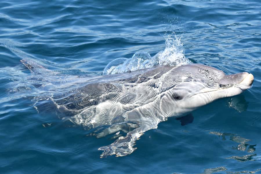 From Fremantle: 2-Hour Luxury Whale-Watching Cruise - The Price and What You Get for $67