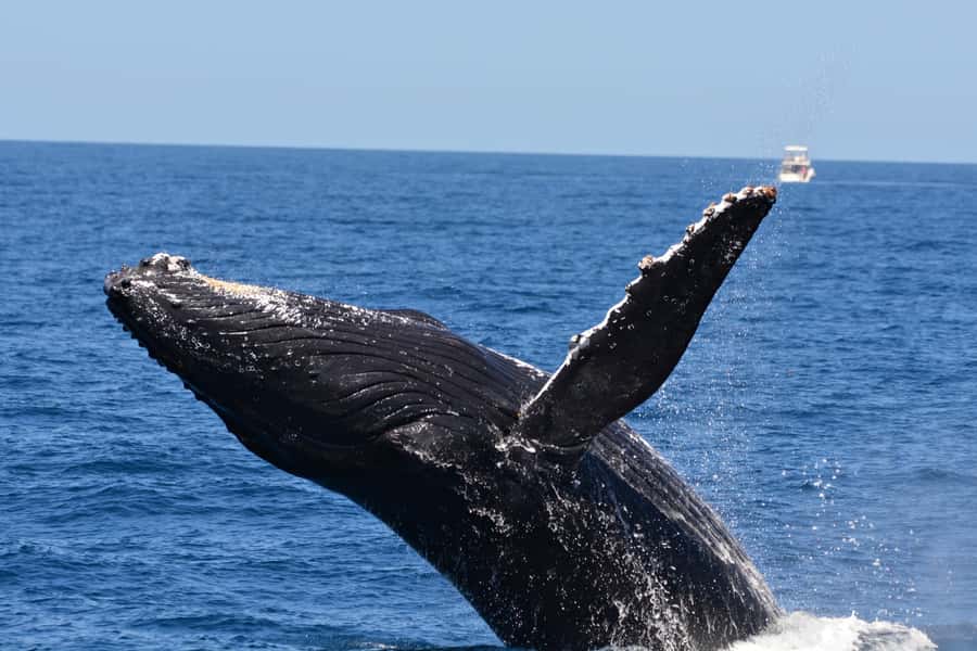 From Fremantle: 2-Hour Luxury Whale-Watching Cruise - Booking Details to Know Before You Go