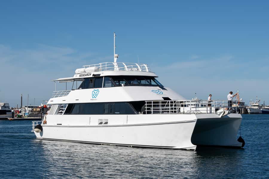 From Fremantle: 2-Hour Luxury Whale-Watching Cruise - Should You Book the Steep Point Whale Cruise?