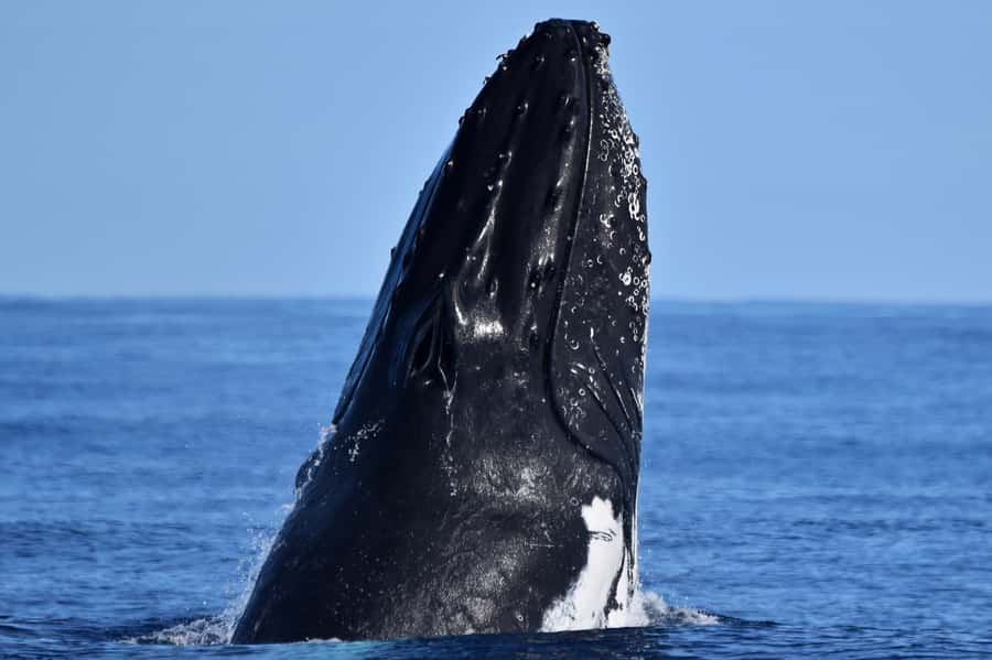 From Fremantle: 2-Hour Luxury Whale-Watching Cruise - The Two-Hour Search for Humpback Whales