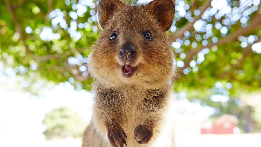 From Fremantle: Rottnest Island Ferry & Bus Day Tour - Who should book this experience