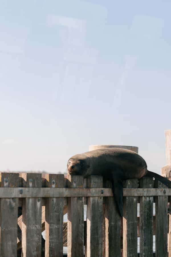 From Goolwa: Half-Day Coorong Experience - Crossing into Storm Boy country