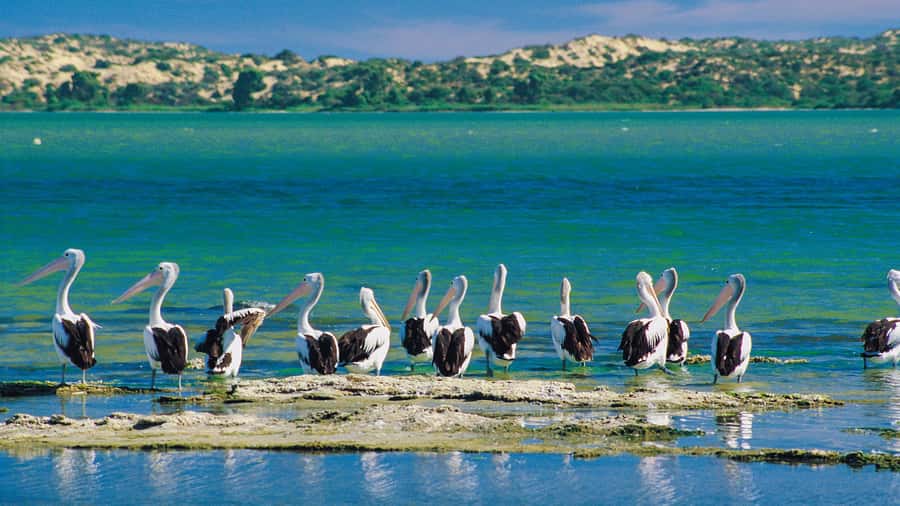 From Goolwa: Half-Day Coorong Experience - Should you book the Spirit of the Coorong cruise?