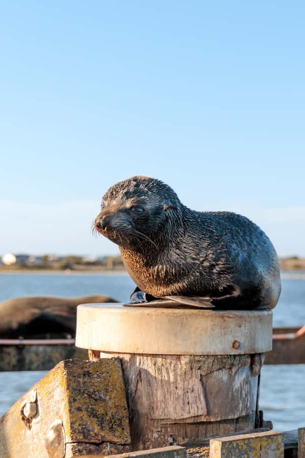 From Goolwa: Murray Mouth Cruise - Key points to know before you book