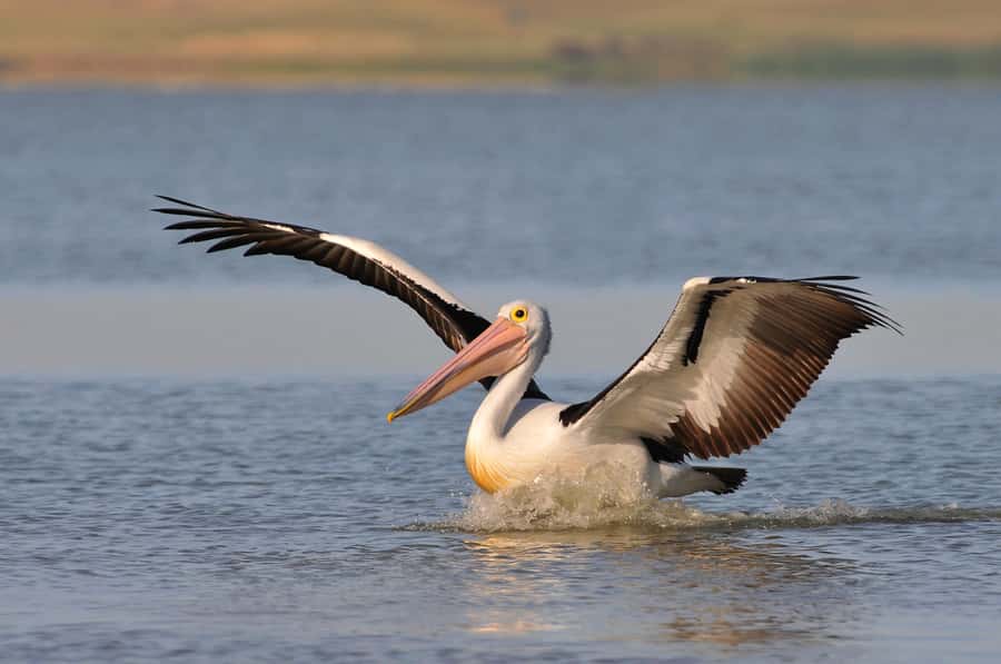 From Goolwa: Murray Mouth Cruise - Why the Murray Mouth matters