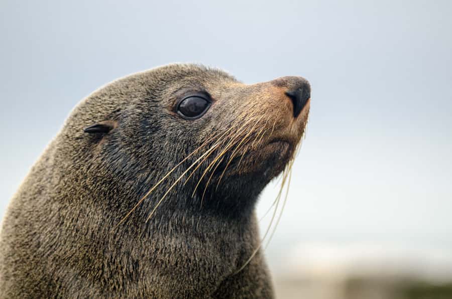 From Goolwa: Murray Mouth Cruise - The return trip through wetland country