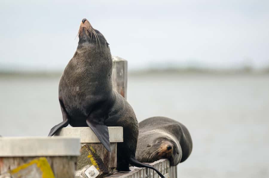 From Goolwa: Murray Mouth Cruise - What the boat and commentary are like