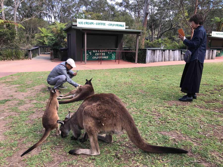 From Haymarket: Hunter Valley Wine and Wildlife Day Trip - Why this Sydney day trip works so well