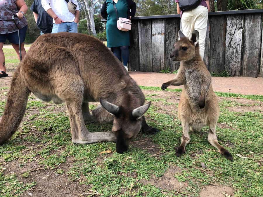 From Haymarket: Hunter Valley Wine and Wildlife Day Trip - A close look at Australian wildlife