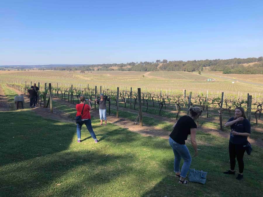 From Haymarket: Hunter Valley Wine and Wildlife Day Trip - Understanding Hunter Valley wine