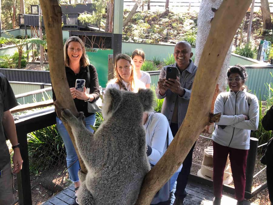 From Haymarket: Hunter Valley Wine and Wildlife Day Trip - Lunch with vines and kangaroos nearby