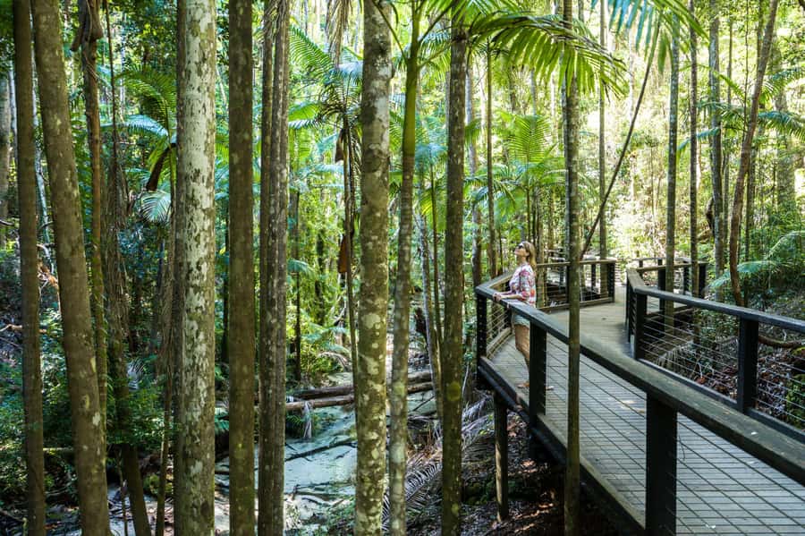 From Hervey Bay: K'gari, Fraser Island Two-Day Coach Tour - Central Station and Pile Valley rainforest