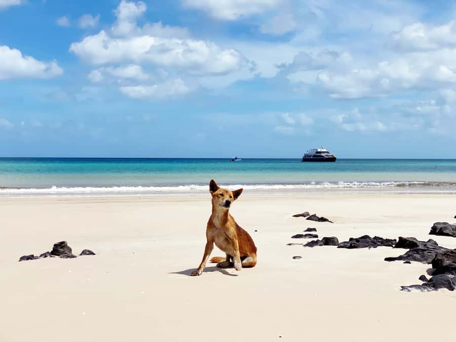 From Hervey Bay: Remote K'gari Tour by Boat with Lunch - What $183 includes, and who gets good value
