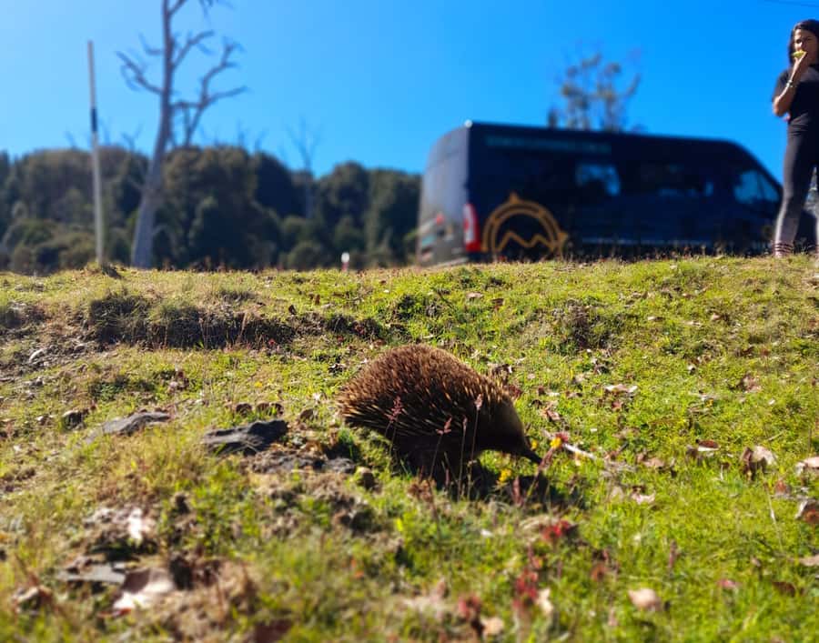 From Hobart: Active Day Trip to Cradle Mountain - The early Hobart departure and country roads