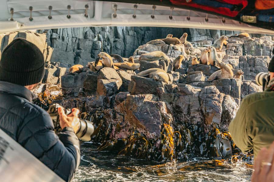 From Hobart/Adventure Bay: Bruny Island Wilderness Cruise - Why the southern coast is worth your time