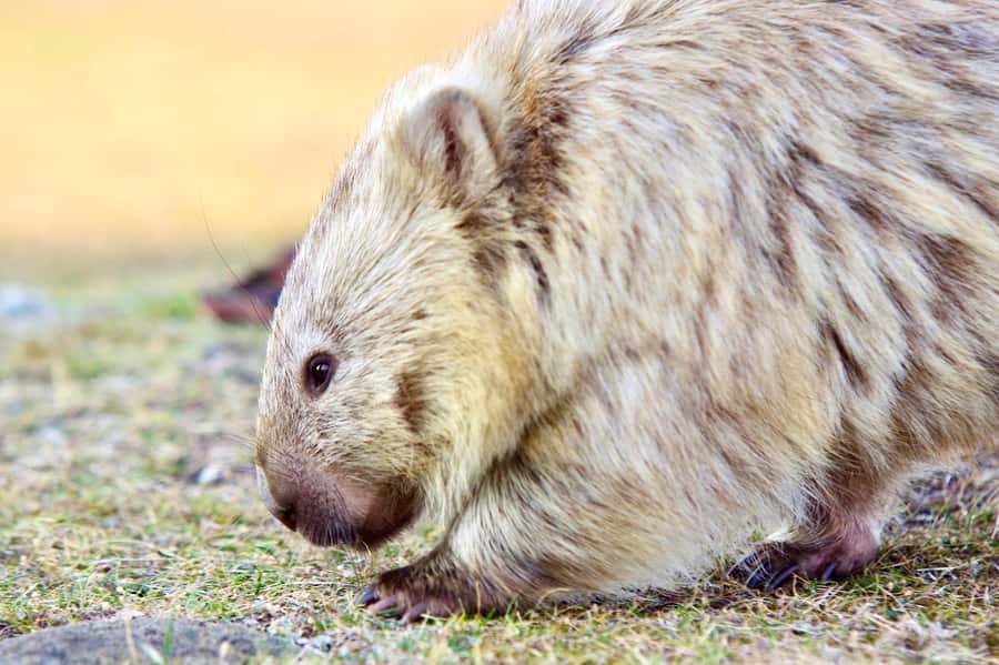 From Hobart: Day Tour to Maria Island with Bus Connection - Key points to know before booking