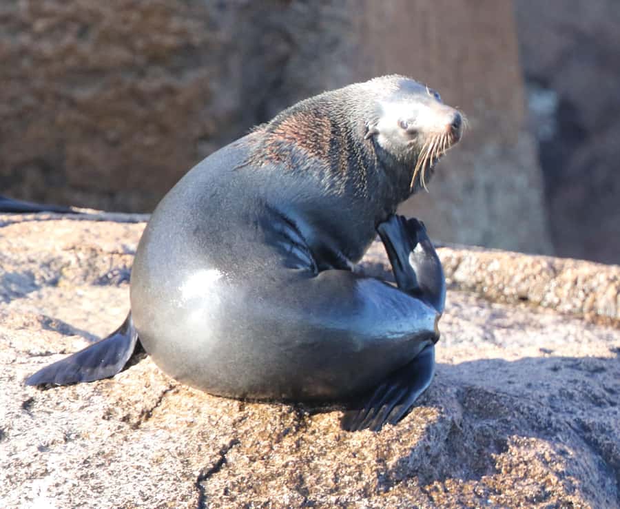 From Hobart: Day Tour to Maria Island with Bus Connection - Wombats, wallabies, and the chance of a Tasmanian devil