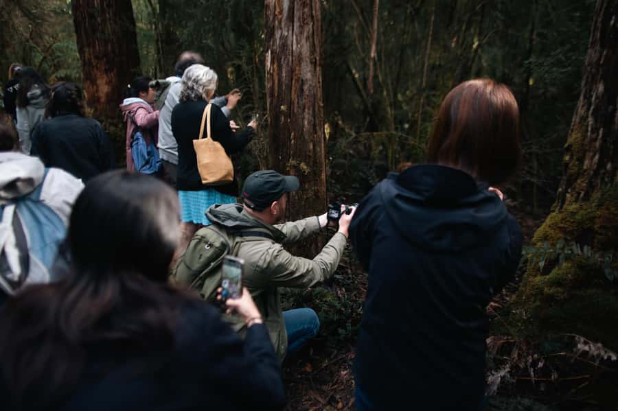 From Hobart: Full-Day Bruny Island Tour with Guide - Forest tracks, beaches, and secret water spots