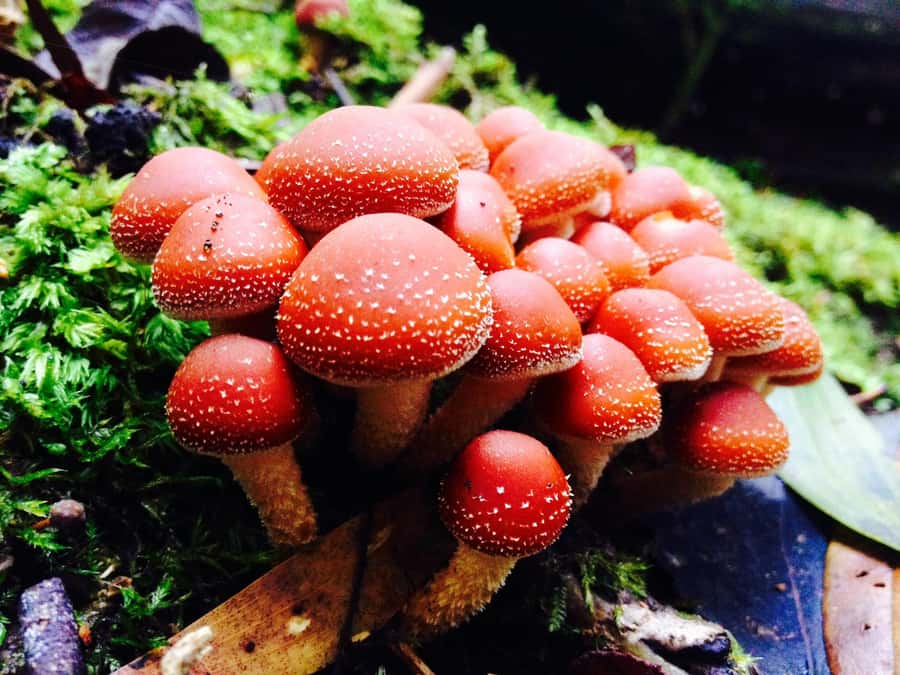 From Hobart: Mt. Field, Mt. Wellington and Wildlife Day Tour - Why Mount Field is the heart of the day